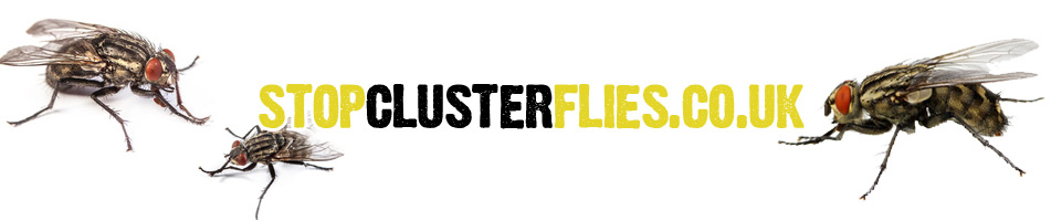 Stop Cluster Flies